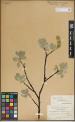 Foto von Salix lanata L.